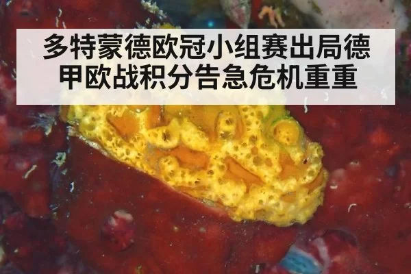 多特蒙德欧冠小组赛出局德甲欧战积分告急危机重重